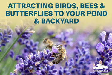 Attracting Birds, Bees & Butterflies to Your Pond & Backyard