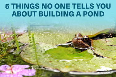 5 Things No One Tells You About Building a Pond