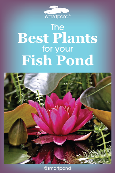 smartpond® Backyard Blog – The Best Plants for Fish Ponds