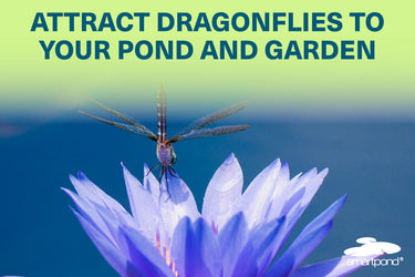 Attract Dragonflies to Your Pond and Garden
