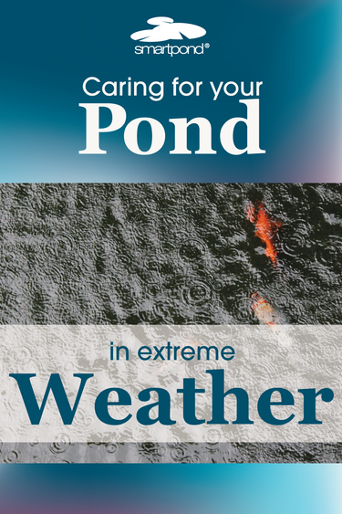 smartpond® Backyard Blog – Caring for your pond in extreme weather