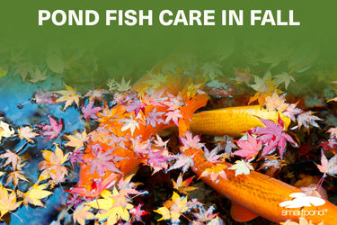 Pond Fish Care in Fall