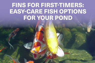 Fins for First Timers: Easy-care Fish Options for Your Pond