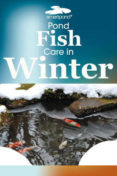 smartpond® Backyard Blog – Pond Fish Care in Winter