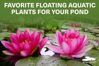 Favorite Floating Aquatic Plants for Your Pond