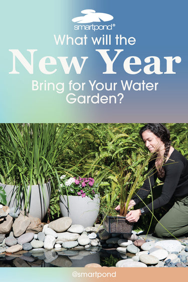 What Will the New Year Bring for Your Water Garden? – smartpond® Backyard Blog