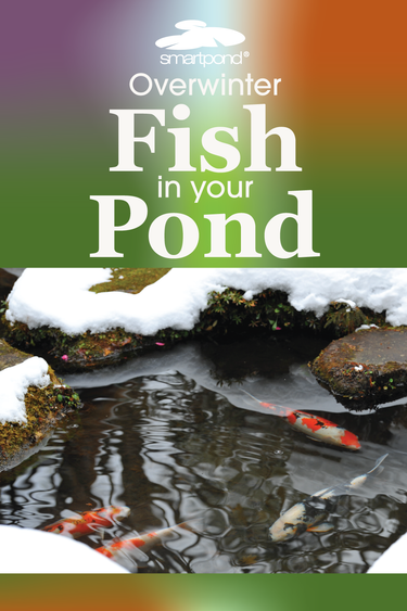 smartpond® Backyard Blog – Overwinter Fish in your Pond