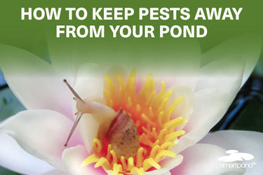 How to Keep Pests Away From Your Pond