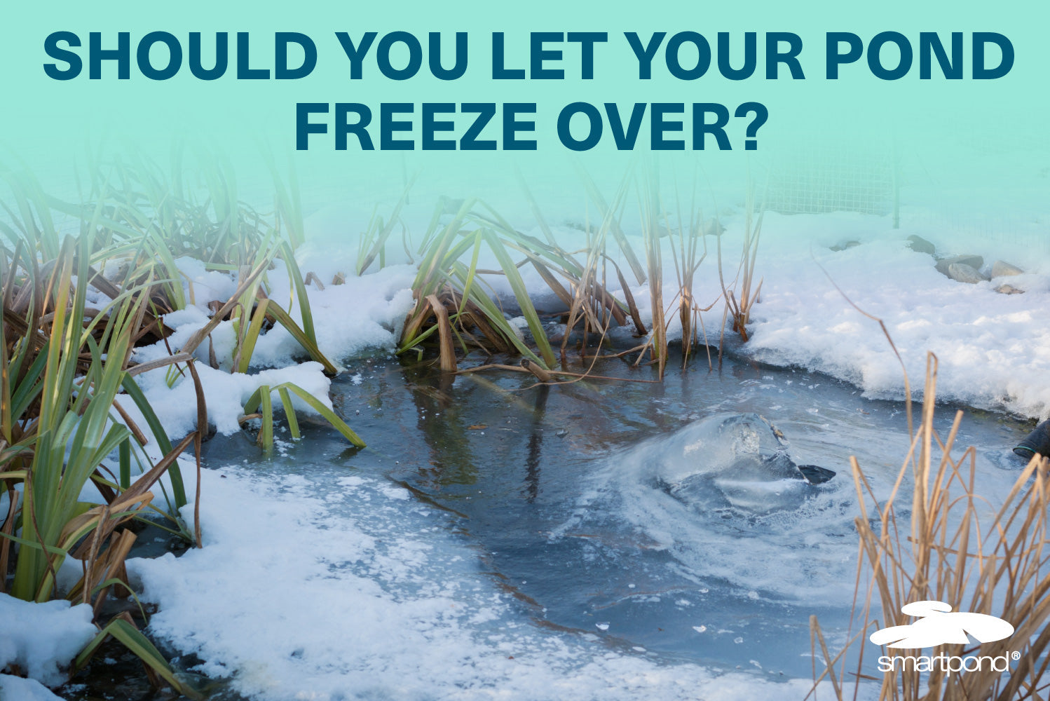 smartpond® Backyard Blog – Is It Fine to Let Your Pond Freeze Over?