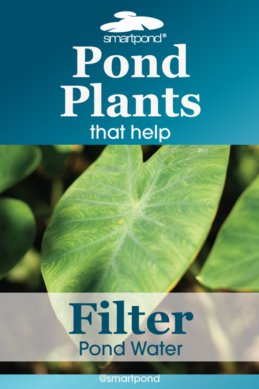 aquatic pond plants that help filter pond water