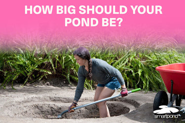 How big should your pond be?