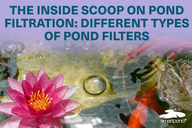 The Inside Scoop on Pond Filtration: Different Types of Pond Filters