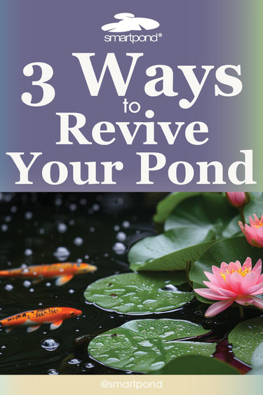 Three Ways to Revive Your Pond