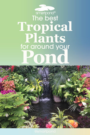 The Best Tropical Plants for Around Your Pond