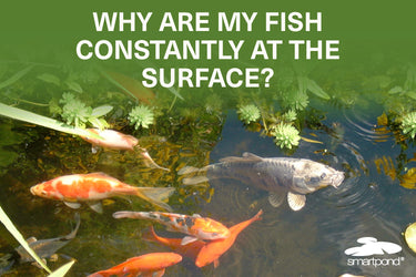 Why are my fish constantly at the surface?