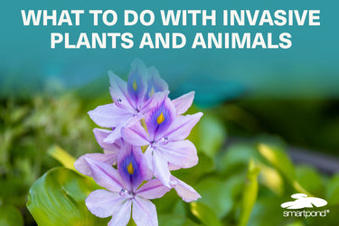 What to do with Invasive Plants and Animals