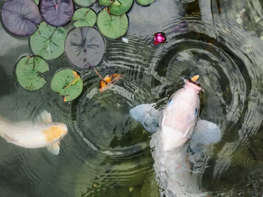 An aerial shot of two white koi fish in a pond with clear water and green and purple lily pads. There is a small fuschia flower floating on the surface.