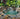 after – pond updated with a waterfall, fountain, beautiful blue water, surrounded by lush tropical greenery and landscaping stones