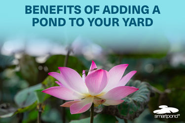 Benefits of Adding a Pond to Your Yard
