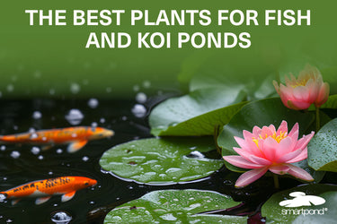 The Best Plants for Fish and Koi Ponds