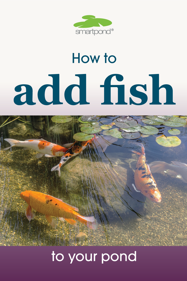 How to Add Fish to Your Pond – smartpond® Backyard Blog