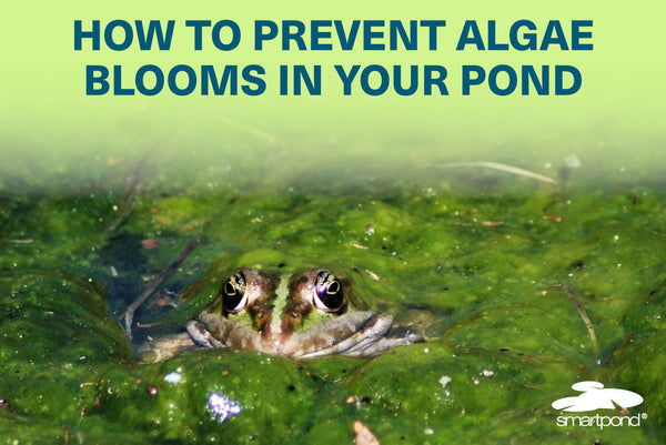 How to Prevent Algae Blooms This Summer