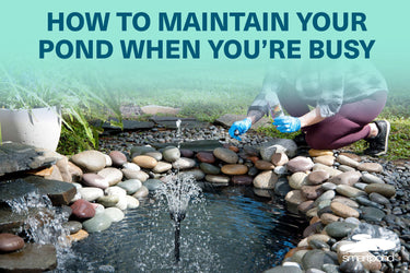How to maintain your pond when you're busy