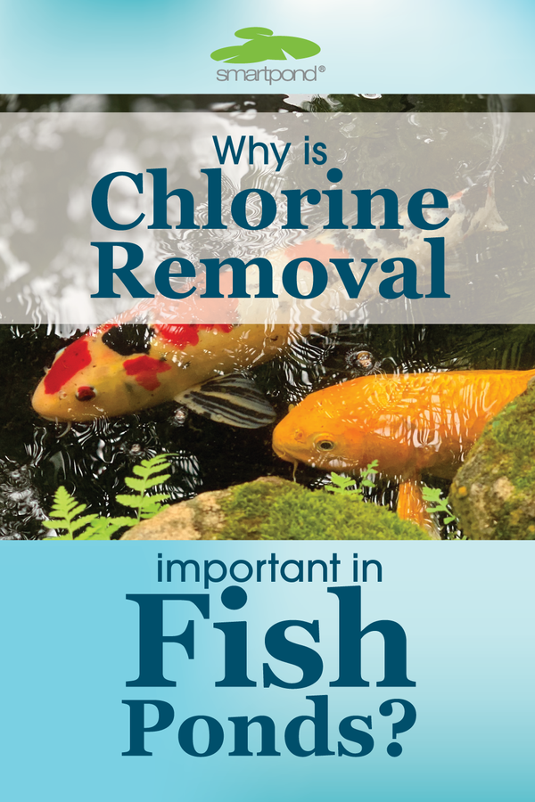 Why Is Chlorine Removal so Important in Fish Ponds? – smartpond® Backyard Blog