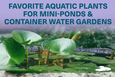 Favorite Aquatic Plants for Mini-Ponds & Container Water Gardens