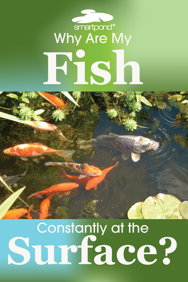 smartpond® Backyard Blog – Why are my fish constantly at the surface?