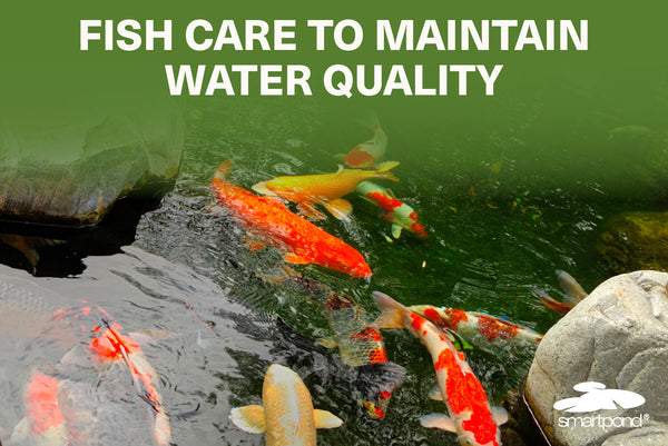Fish Care to Maintain Water Quality
