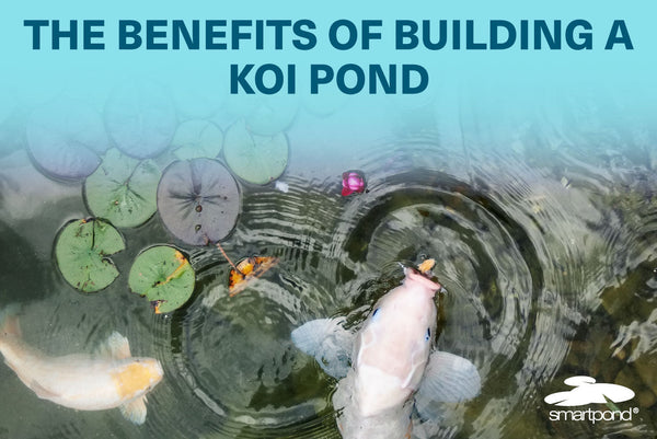 The Benefits of Owning a Koi Pond