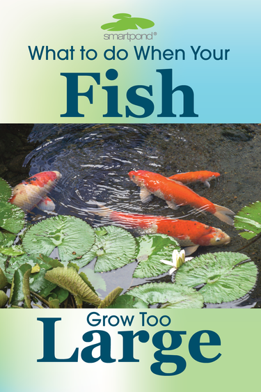 smartpond® Backyard Blog – What to Do When Your Fish Grow Too Large