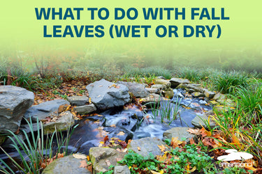 What to Do with Fall Leaves (Wet or Dry)