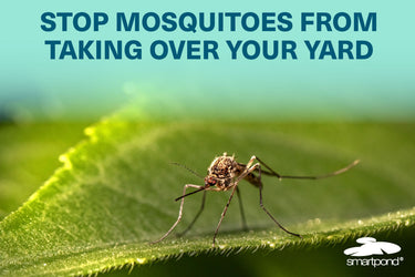 Stop Mosquitoes from Taking Over Your Yard