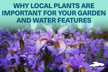 Why Local Plants are Important for Your Garden and Water Features