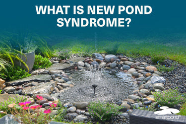 What is new pond syndrome?