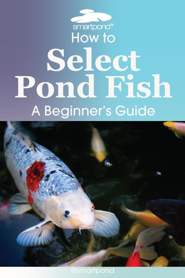 How to Select Fish for Your Pond: A Beginner's Guide – smartpond® Backyard Blog