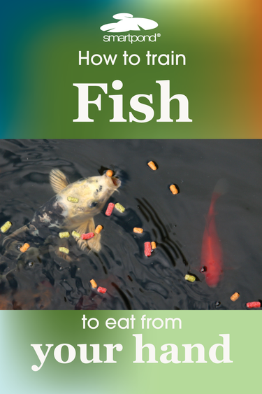 smartpond® Backyard Blog – How to Train Your Fish to Eat from Your Hand