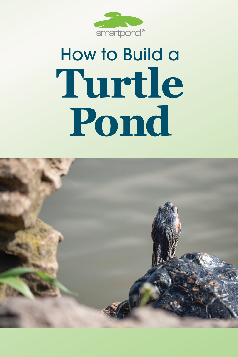 How to Build a Turtle Pond – smartpond® Backyard Blog