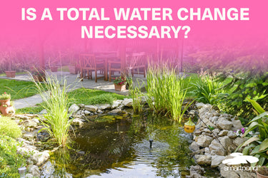 Is a Total Water Change Necessary?