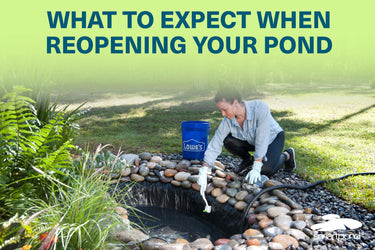 What to Expect When Reopening Your Pond – smartpond® Backyard Blog