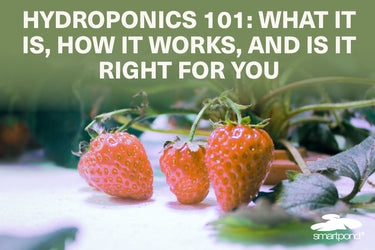 Hydroponics 101: What It Is, How It Works, and Is It Right for You
