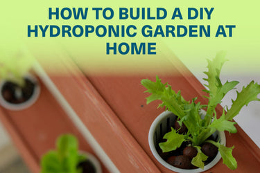 How to Build a DIY Hydroponic Garden at Home
